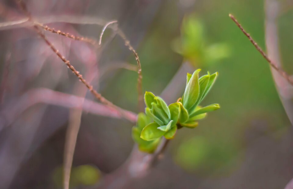 Plant natural fresh