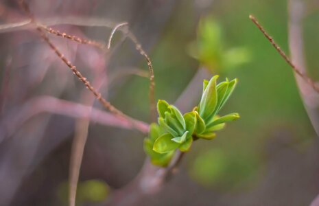 Plant natural fresh