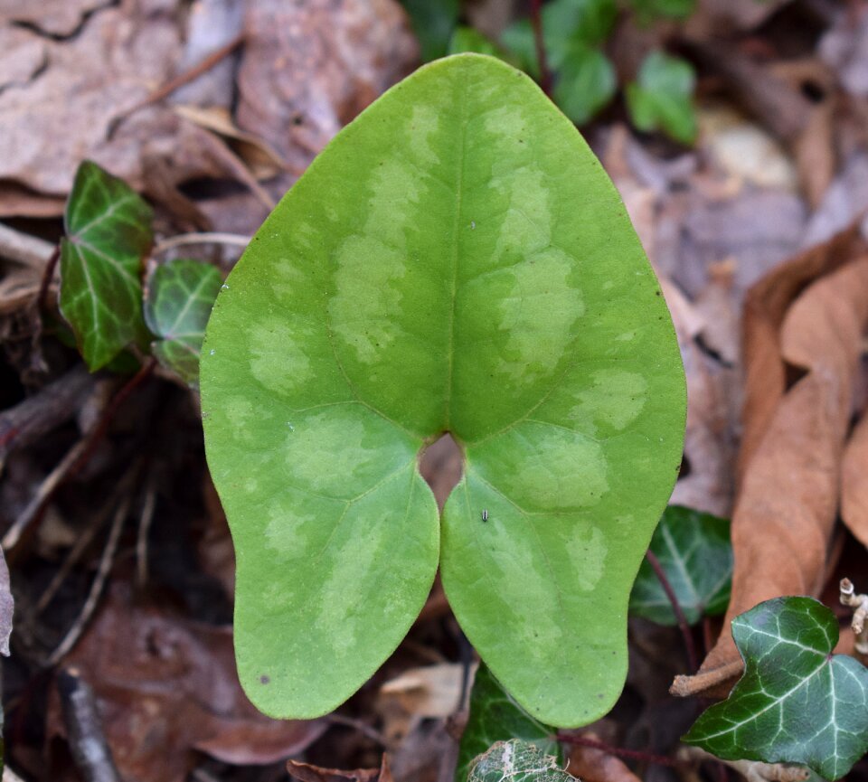 Ginger asarum shuttleworthii leaf newly emerged ginger