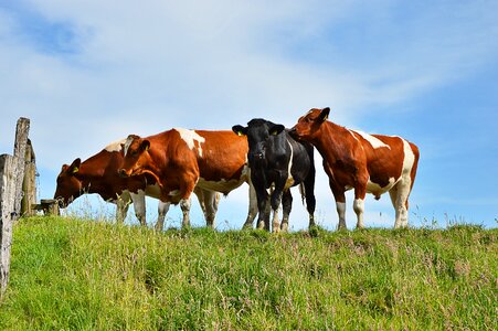 Graze nature rural