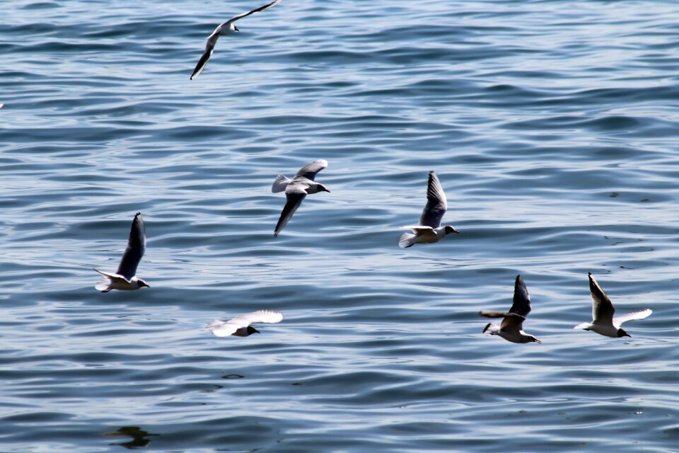 Seagull flight sky
