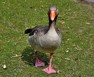 Nature poultry animal world
