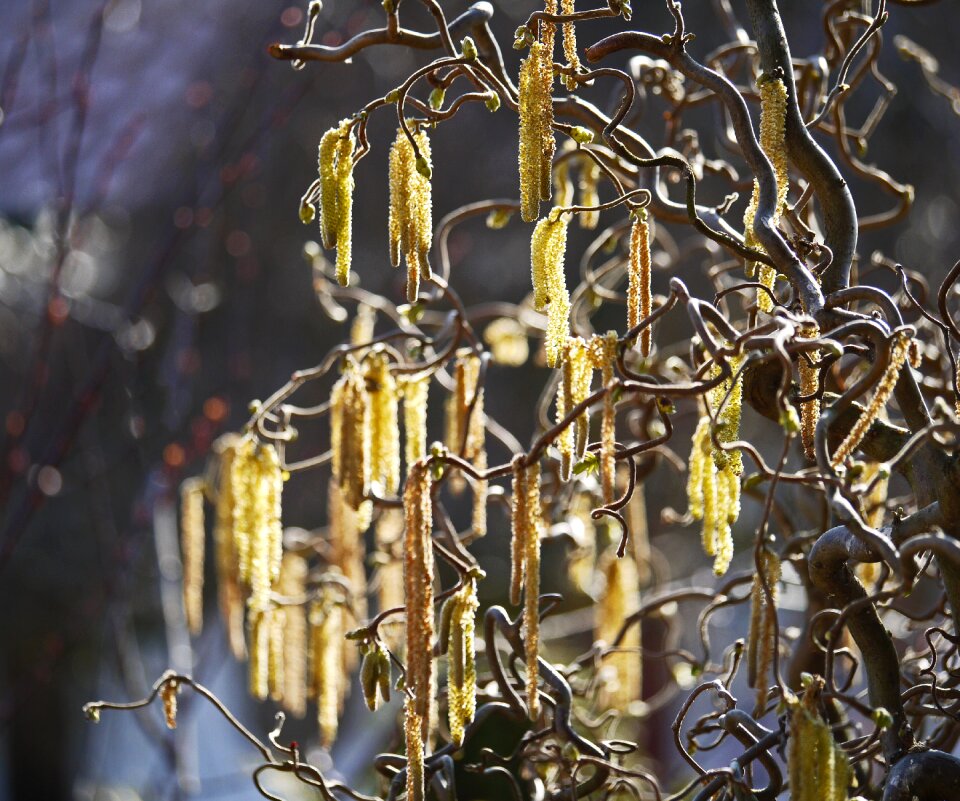 Backlighting home garden sunlight