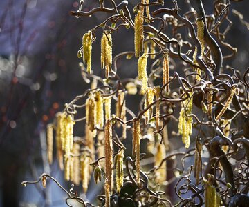 Backlighting home garden sunlight
