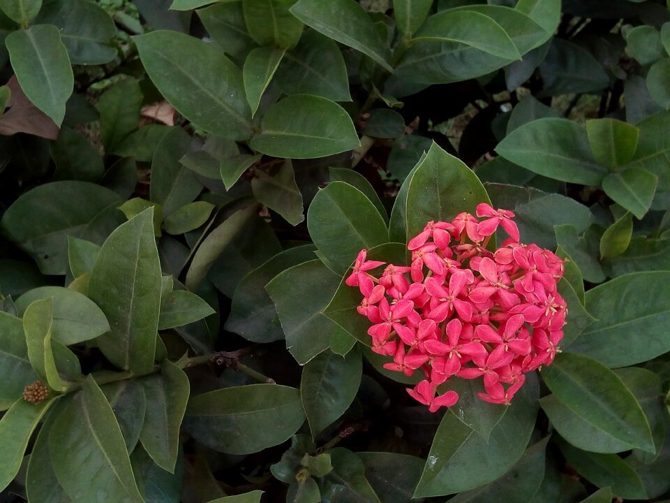 Pink flowers bush tree
