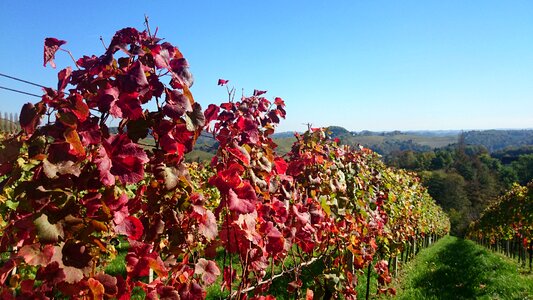 Autumn colours vine autumn