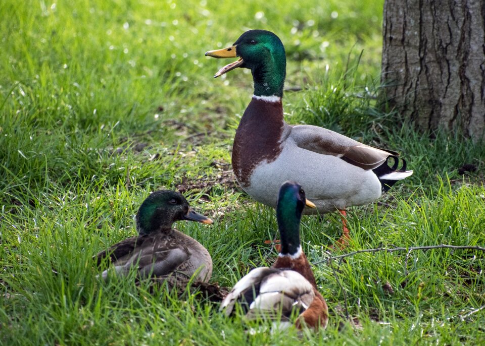 Mallard three grass