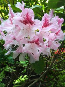 Spring bloom garden