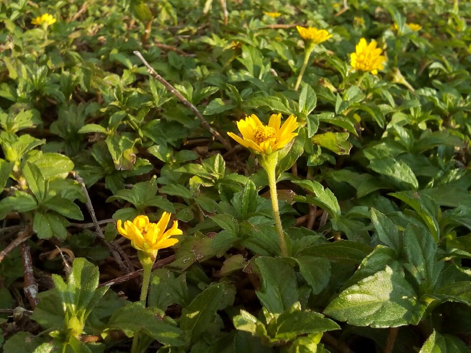 Yellow bloom plant
