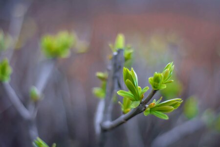 Plant natural fresh