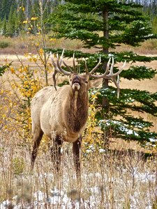 Calling wildlife canada
