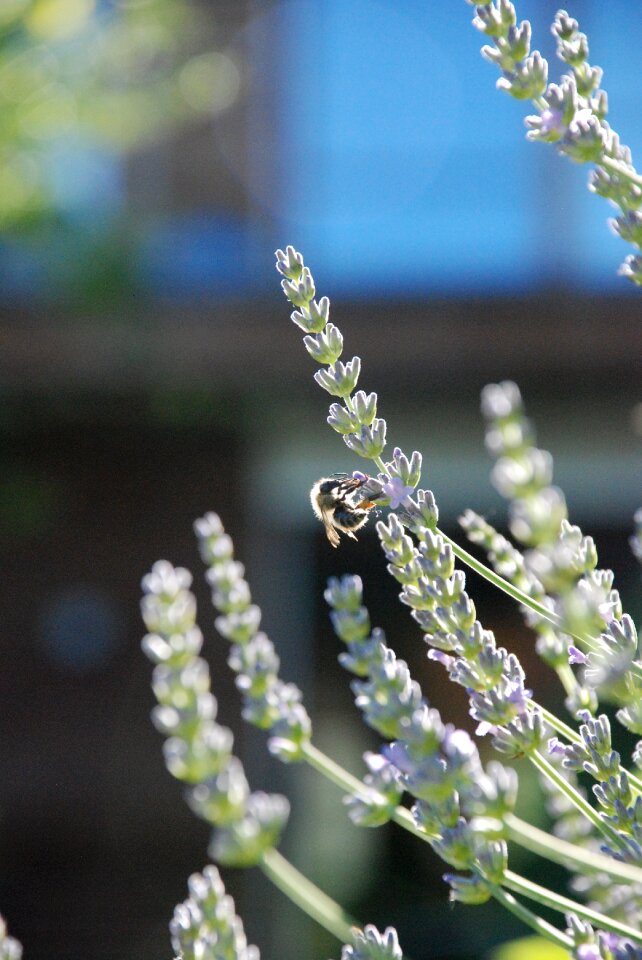 Bee fragrance lavender flowers photo