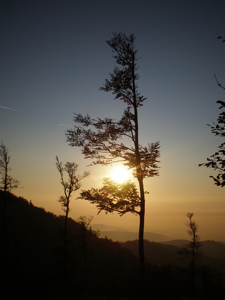 Abendstimmung tree aesthetic