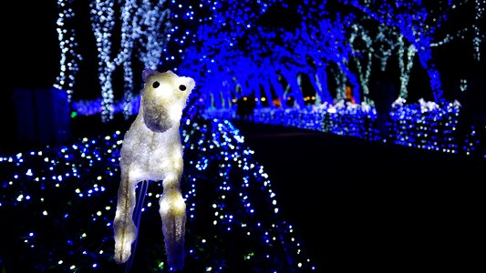 Night view light festival one rumiah