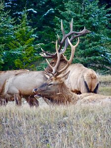 Wildlife antlers male photo