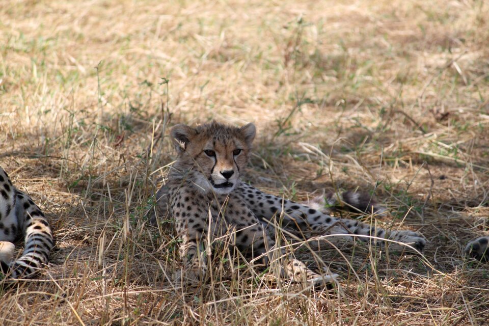 Bush mammal wildlife