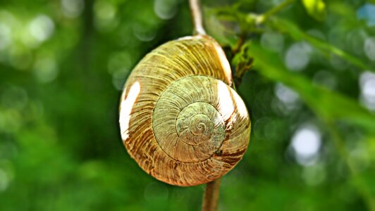 Snail macro mollusk