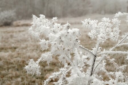 Cold hoarfrost mood
