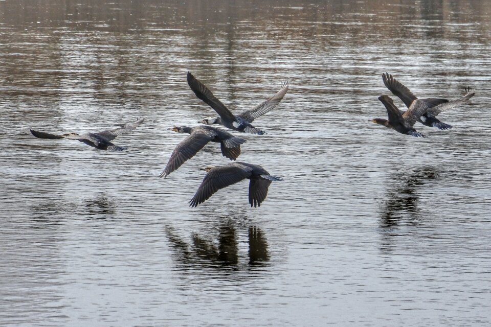 Waterfowl wild birds wild animal