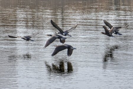 Waterfowl wild birds wild animal photo