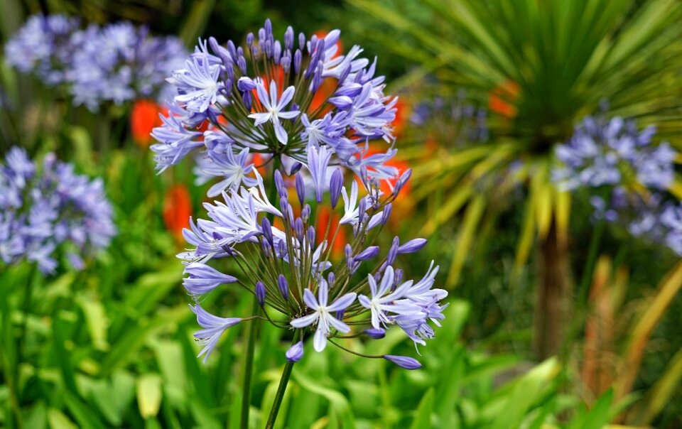 Jewelry lilies greenhouse summer blue jewelry lily