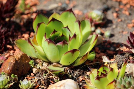 Stone bed plant houseleek photo