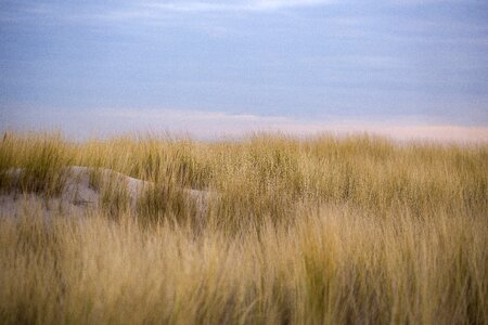 Marram grass sand beach