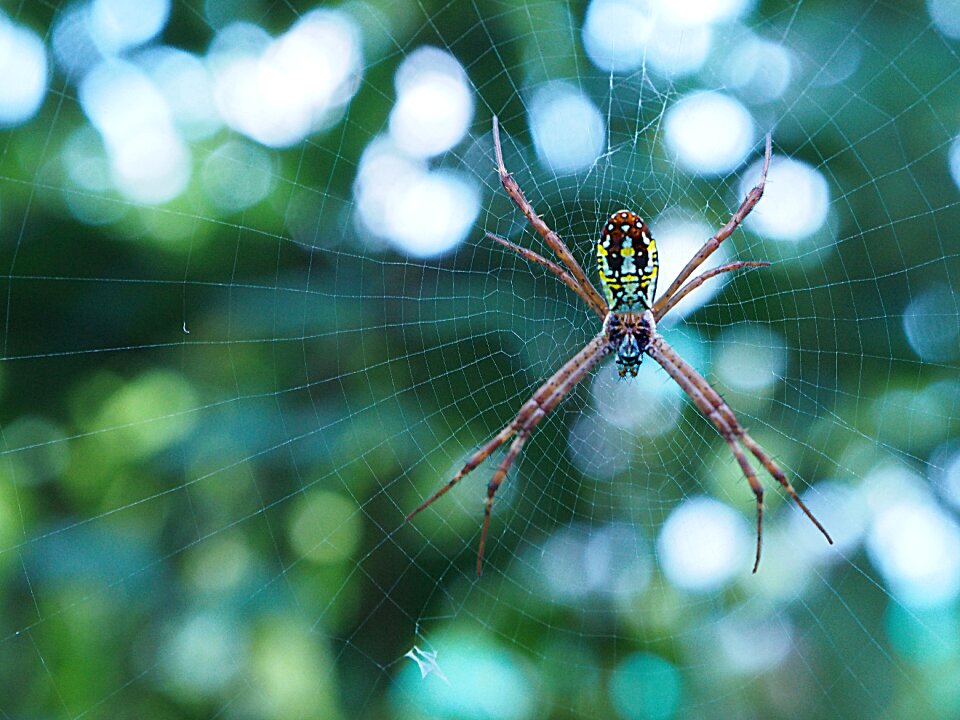 Legs scary spiderweb
