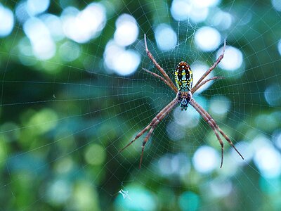 Legs scary spiderweb