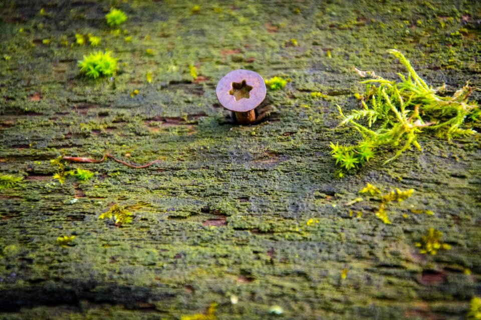Structure screw nature