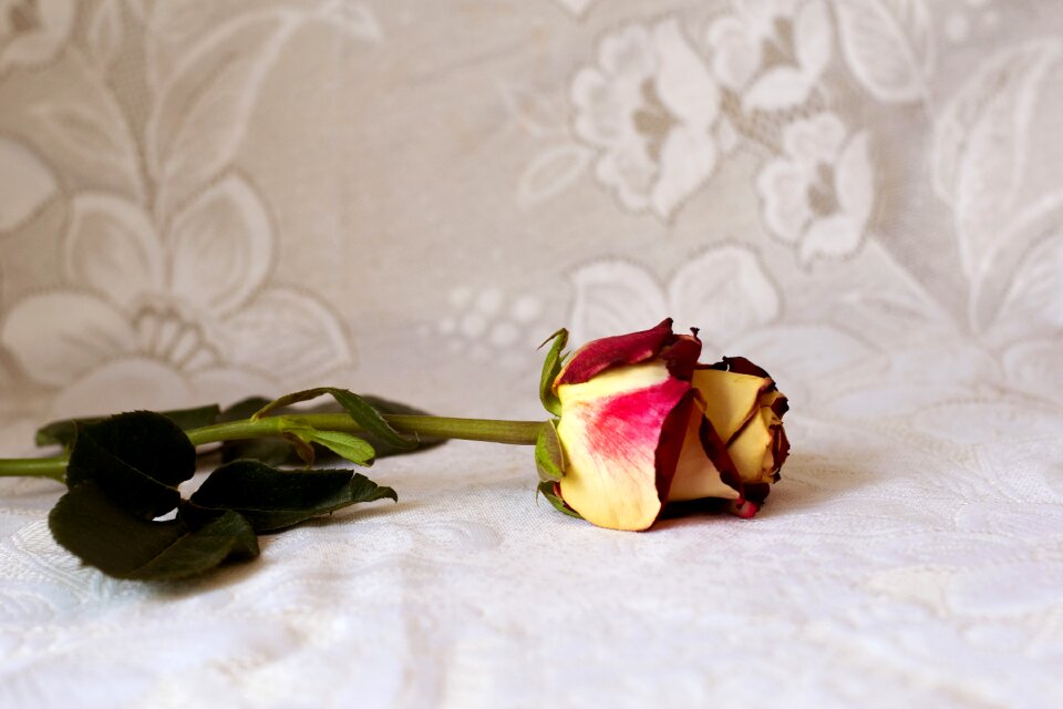 Macro one rose beautiful flower