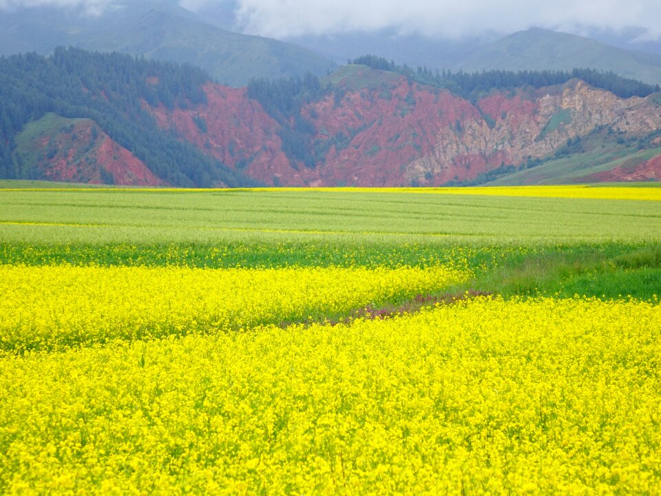Rape the scenery scenery