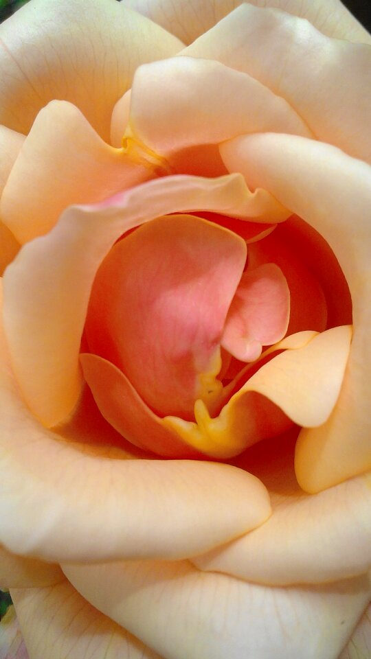 Pink petals petals flower
