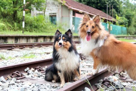 Shelties dog