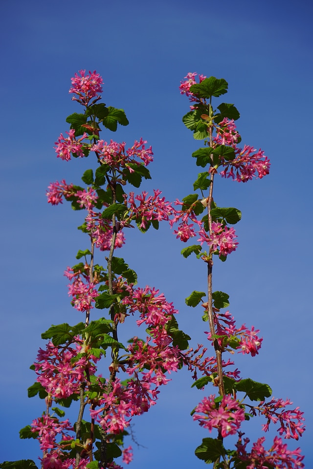 Red ribes sanguineum currants