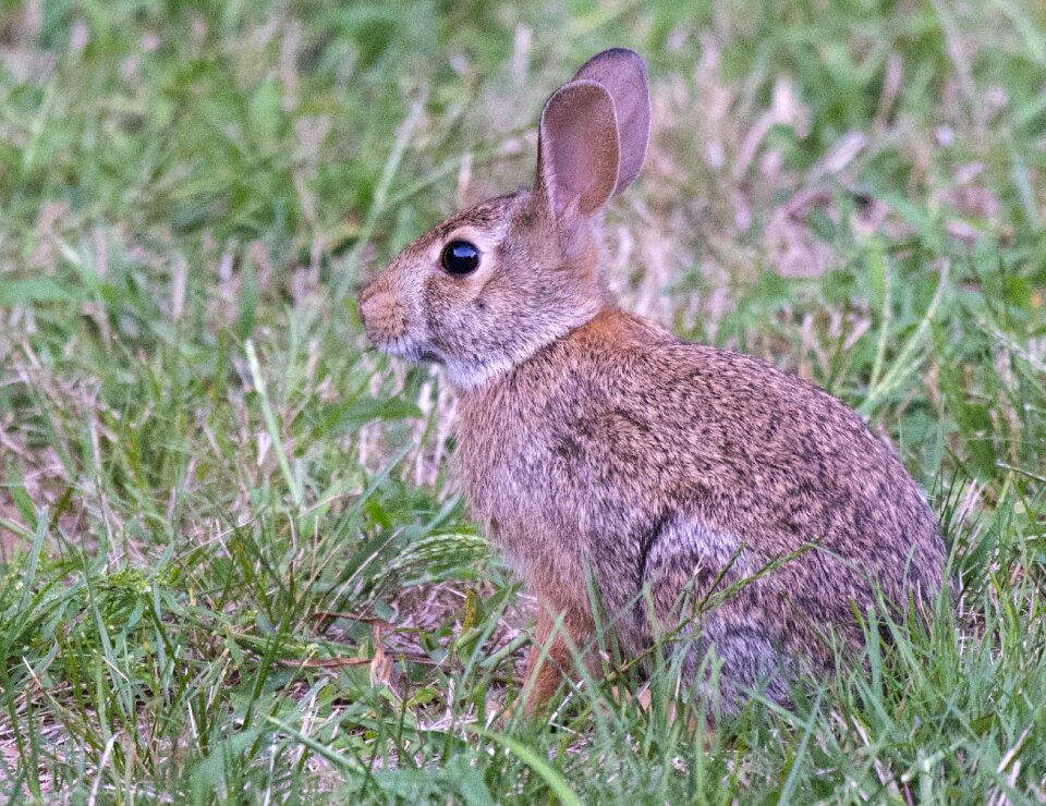 Cottontail green bunny