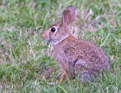 Cottontail green bunny