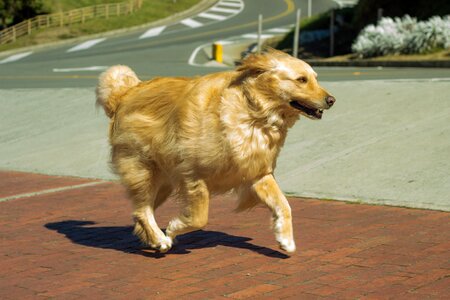 Perrito retriever feliz