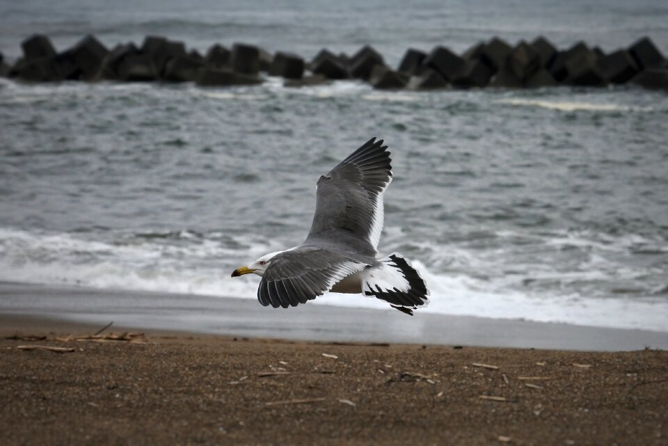 Wave sea gull seagull