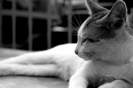 Cat black and white Free photos