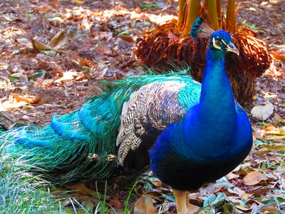 Nature feather tail