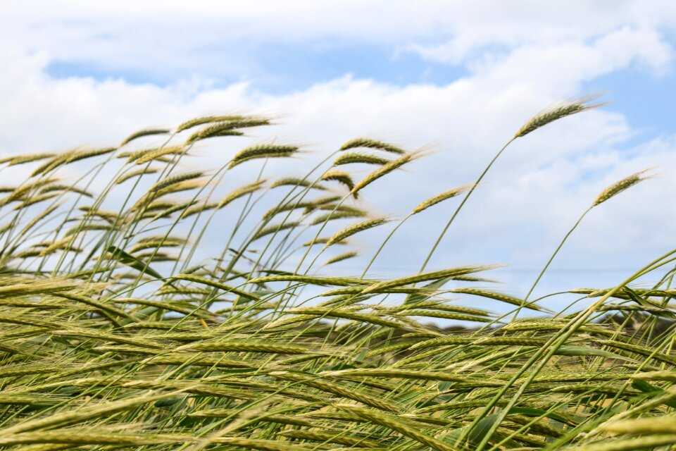 Agriculture grain nature