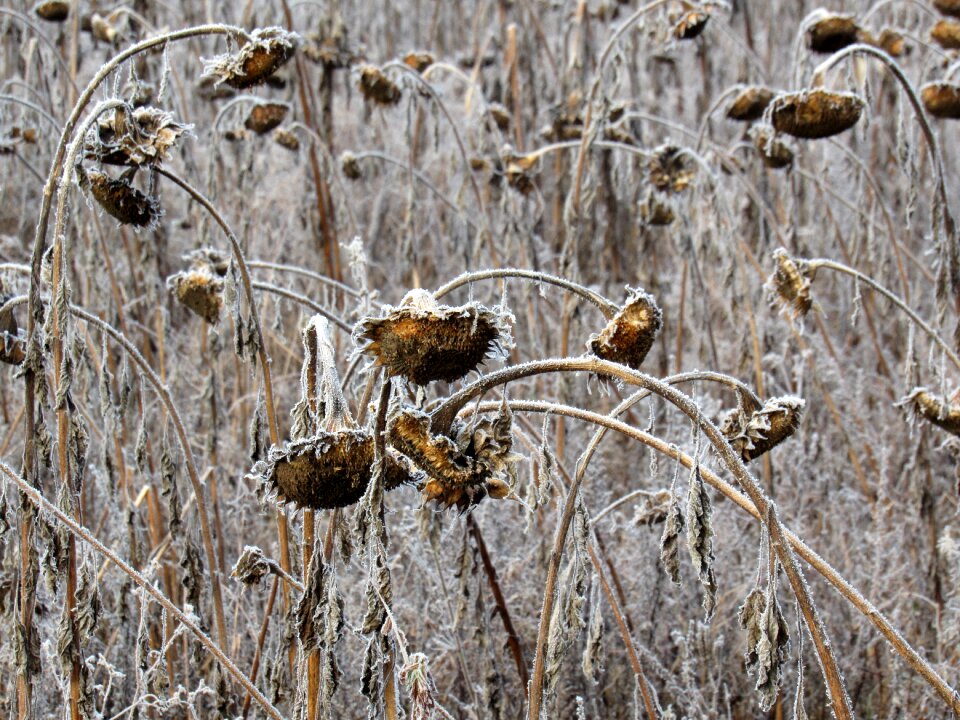 Field winter magic hoarfrost