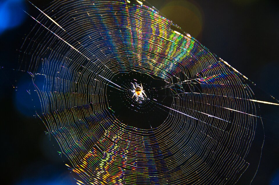 Sunlight spider web living nature