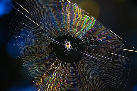 Sunlight spider web living nature