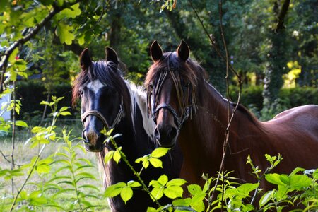 Friends horse together