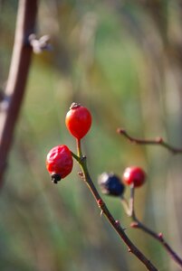 Transience autumn fruits wild rose