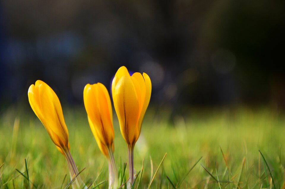 Spring flowers spring meadow