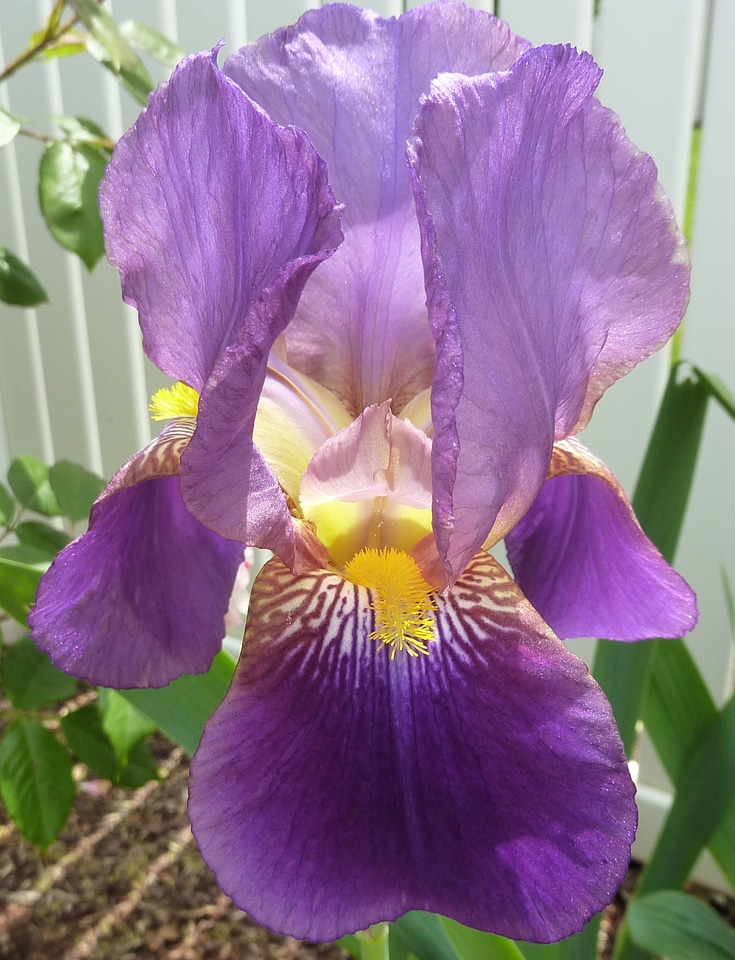 Bloom petals floral photo