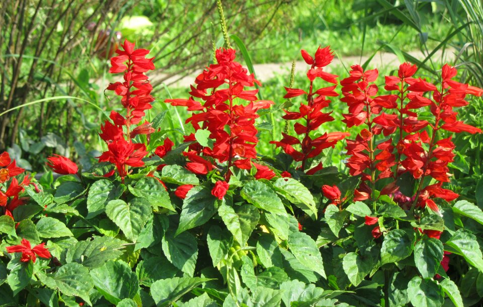 Red flower bed summer flowers photo